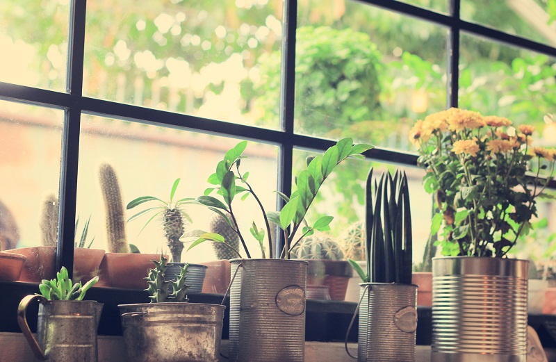 Use house plants in your RV to relieve stress and clean the air