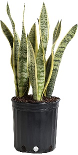 Sansevieria or more commonly known as Snake Plant is one of the easiest plants to grow