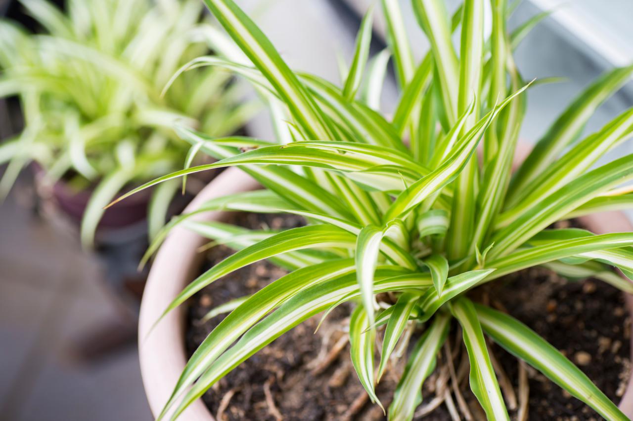 One of the most popular indoor plants, the spider plant is easy to grow and maintain
