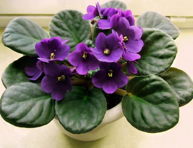 African violets are small flowering plants that can brighten up your desk without taking much space.