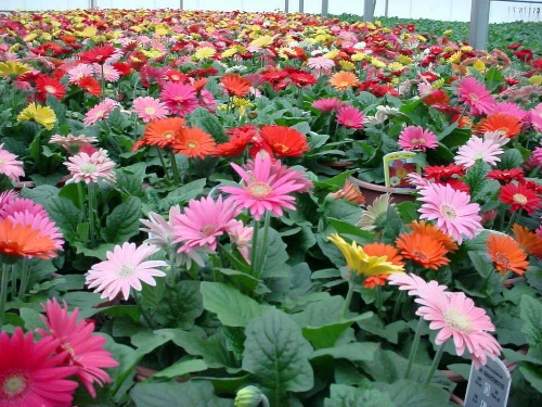 Gerbera daisy plants are a lovely flowering choice that comes in a wide range of colors.