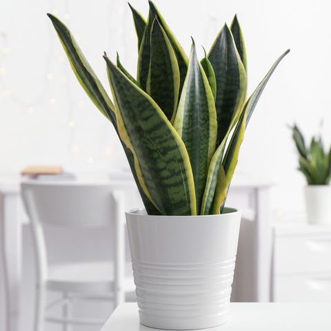 15 Air-Purifying Bedroom Plants That'll Turn Your Small Space Into a Peaceful Oasis.  Get a better night's sleep with these oxygen-boosting houseplants.