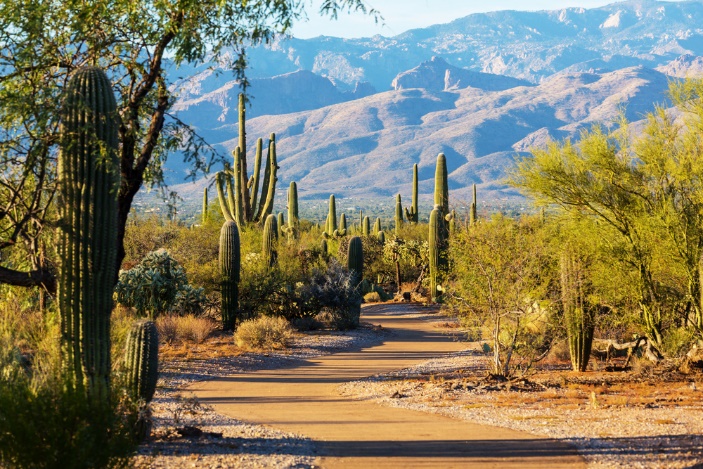 The Saguaro National Park outside Tucson is a Great Carefree RV Opportunity
