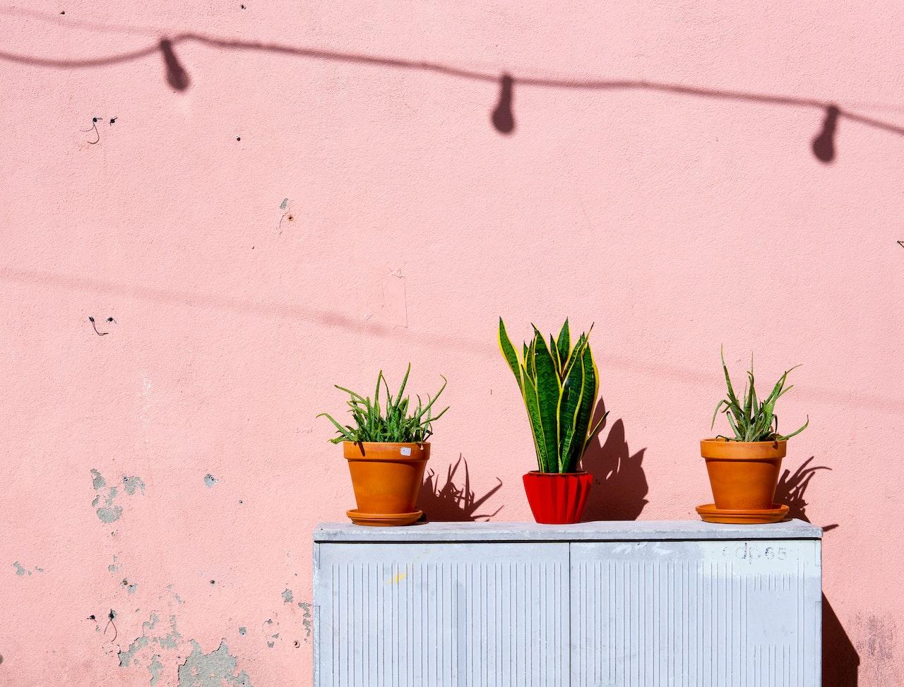 Three potted plants are arranged on a blue cupboard.