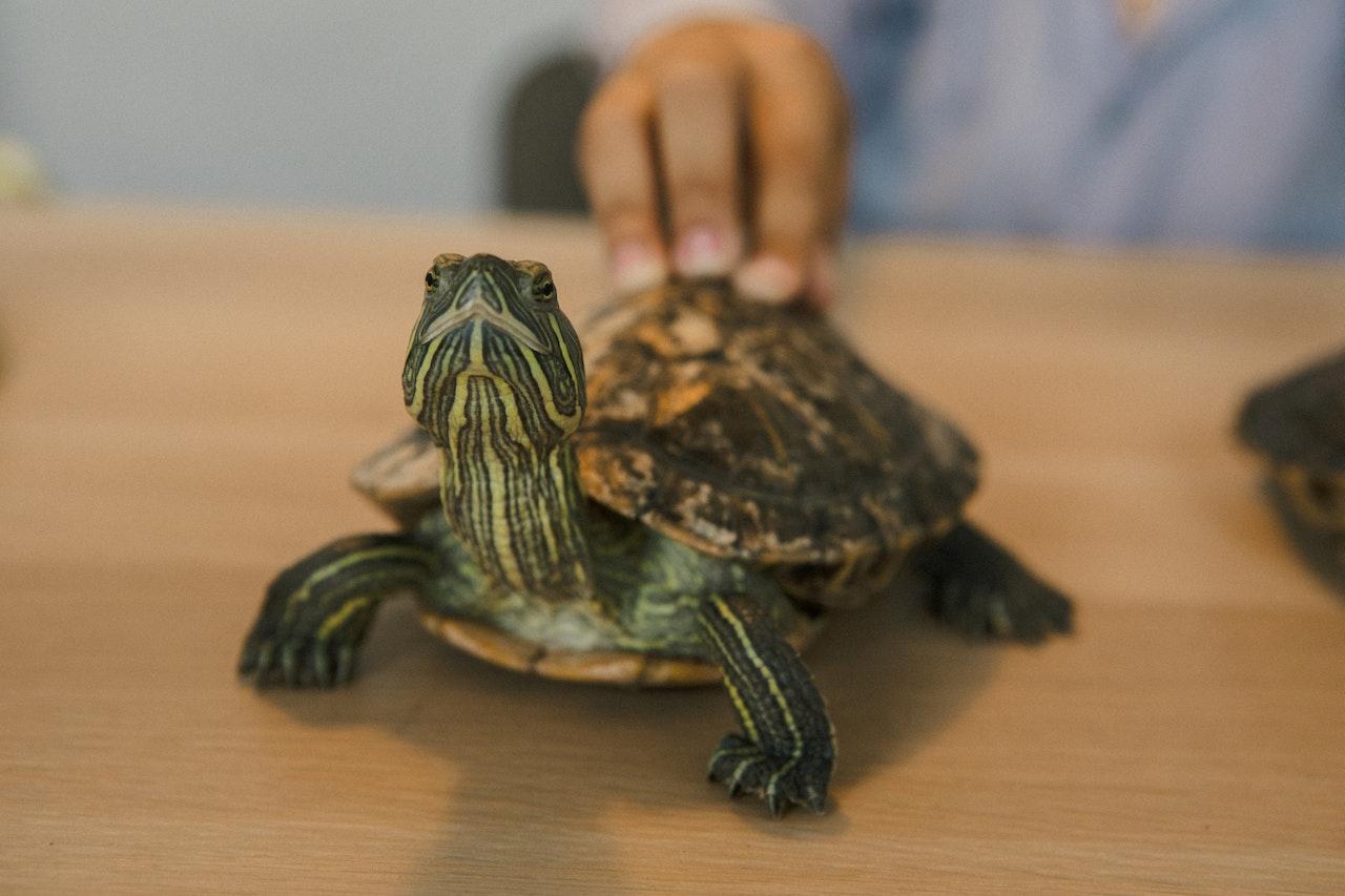A pet turtle, which is one of the things you should keep away from your storage unit.