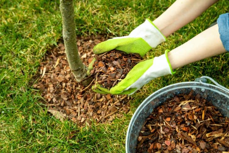 Adding mulch around trees to help protect their roots from construction