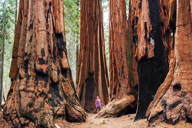 Redwood National and State Parks