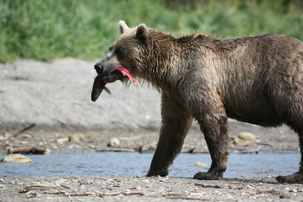 Katmai National Park