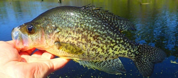 A beginner's guide to Crappie and Crappie Fishing