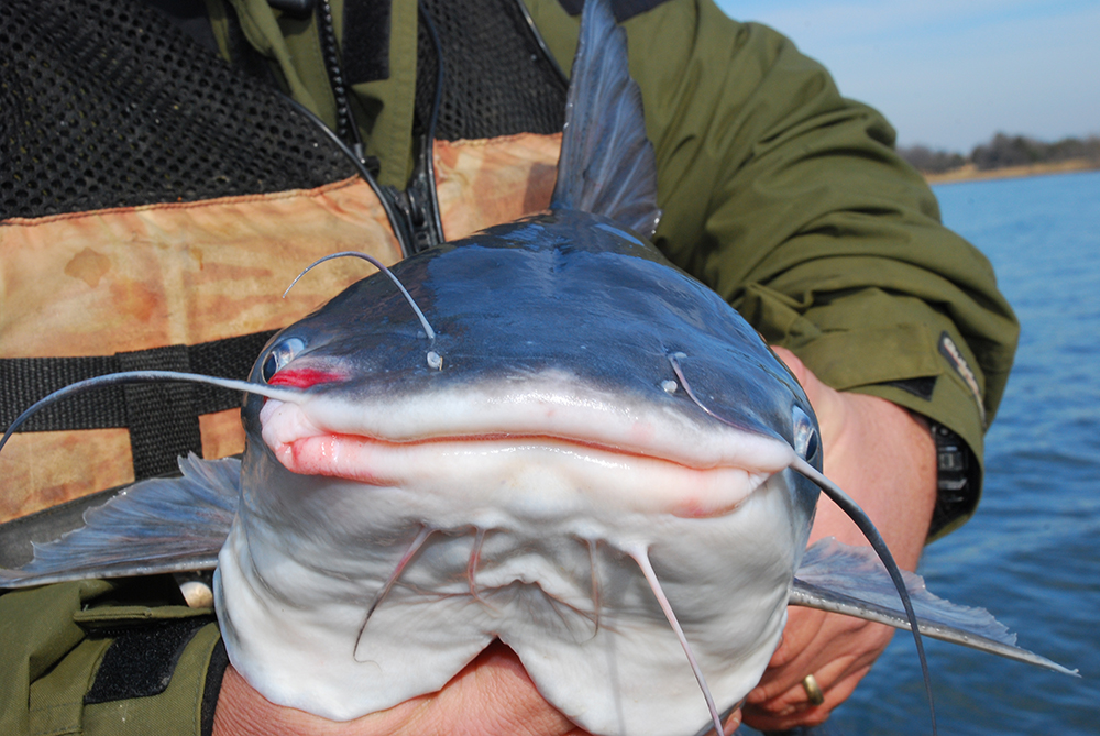 Blue cats are best fished deep during the winter by drifting in a boat 