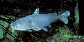 A blue catfish in the water