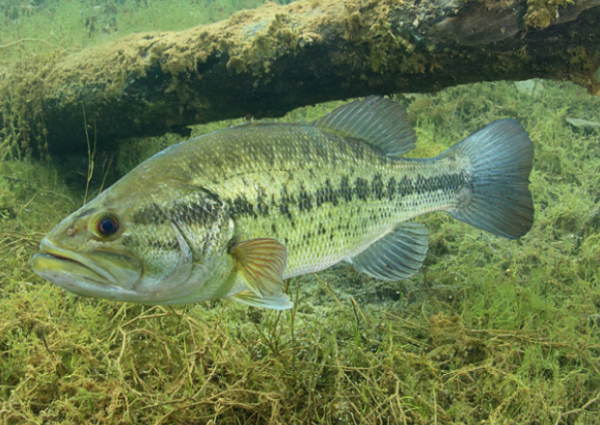Largemouth bass are freshwater, medium-sized fish that are about 15.7 inches on average.