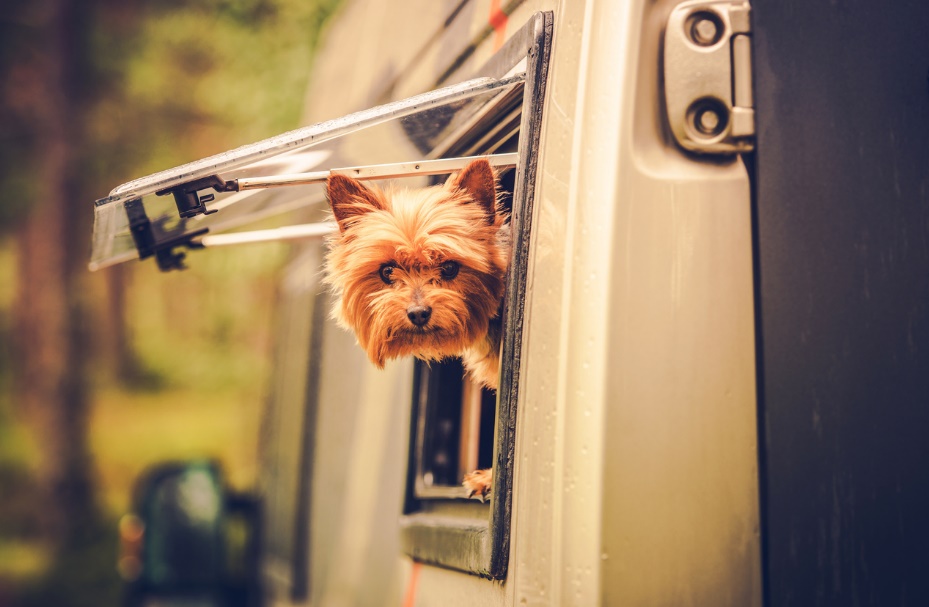 Pet-Proofing Your RV