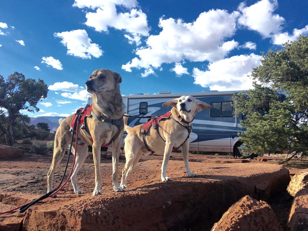 How to Keep Your Dog Safe While in a Moving RV