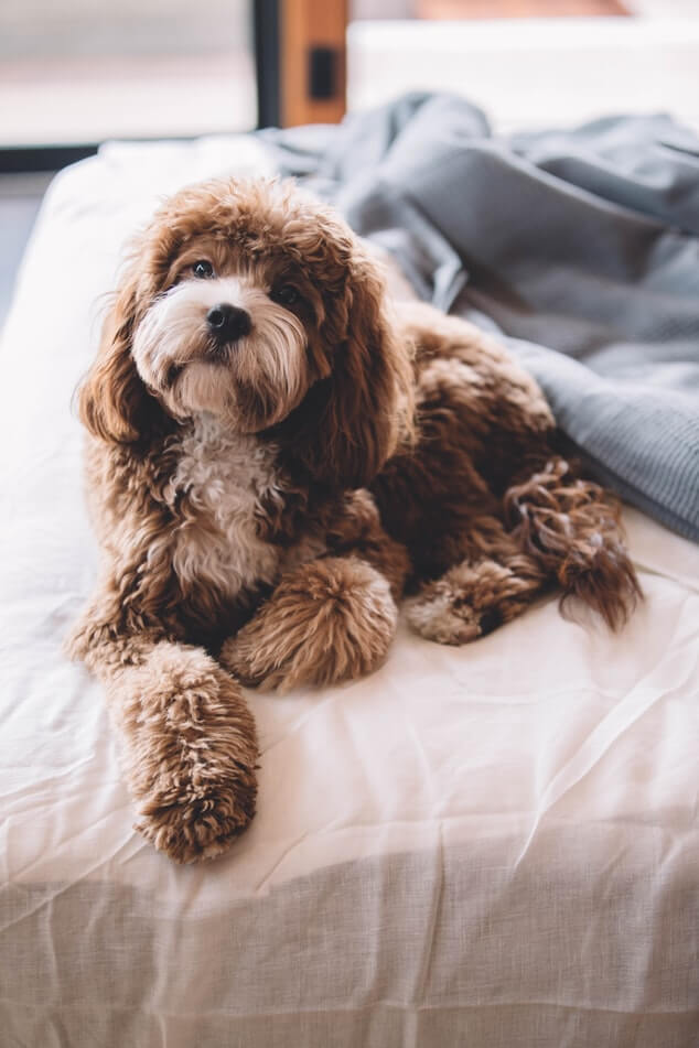 dog on a mattress